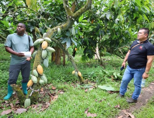 Cooperación triangular unió a actores de la cadena del cacao en un intercambio de buenas prácticas en Santo Tomé y Príncipe