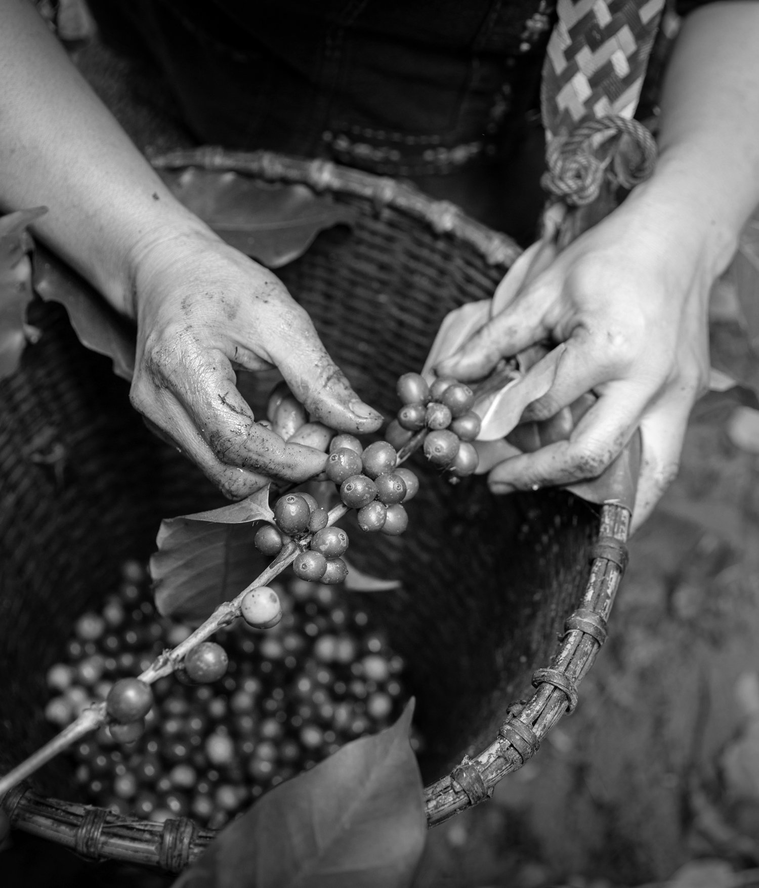 cafe-colombia