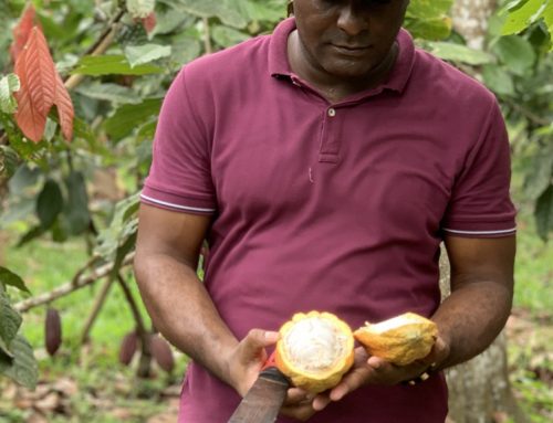 Así aportamos a la cadena de valor del cacao en Tumaco a través del Programa Rutas PDET