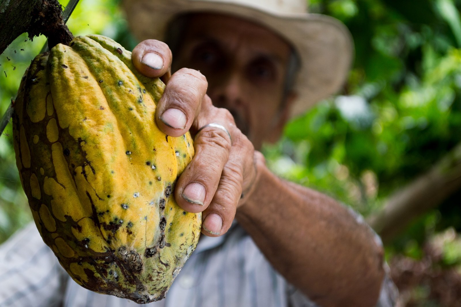 Cacao_PPD_Narino_2018