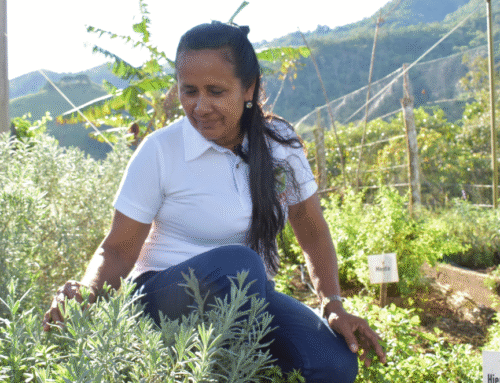 Avances del componente productivo del proyecto Caquetá Eco