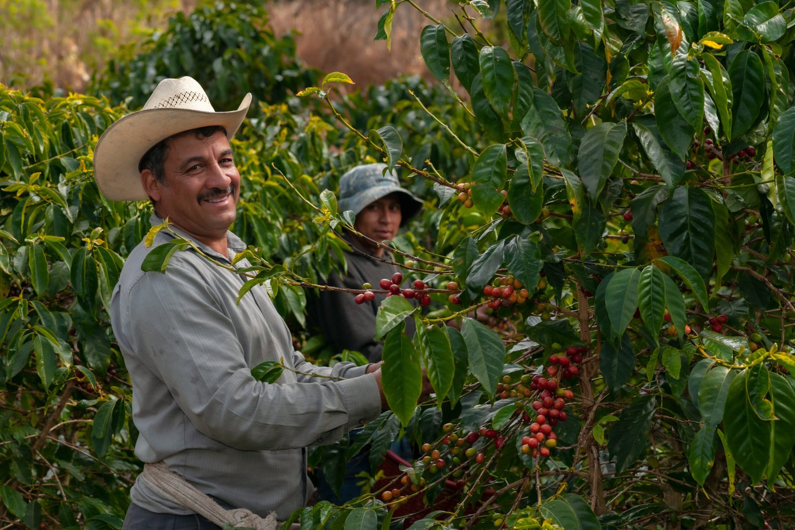Happy,Farmers,Collecting,Arabica,Coffee,Beans,On,The,Coffee,Tree.